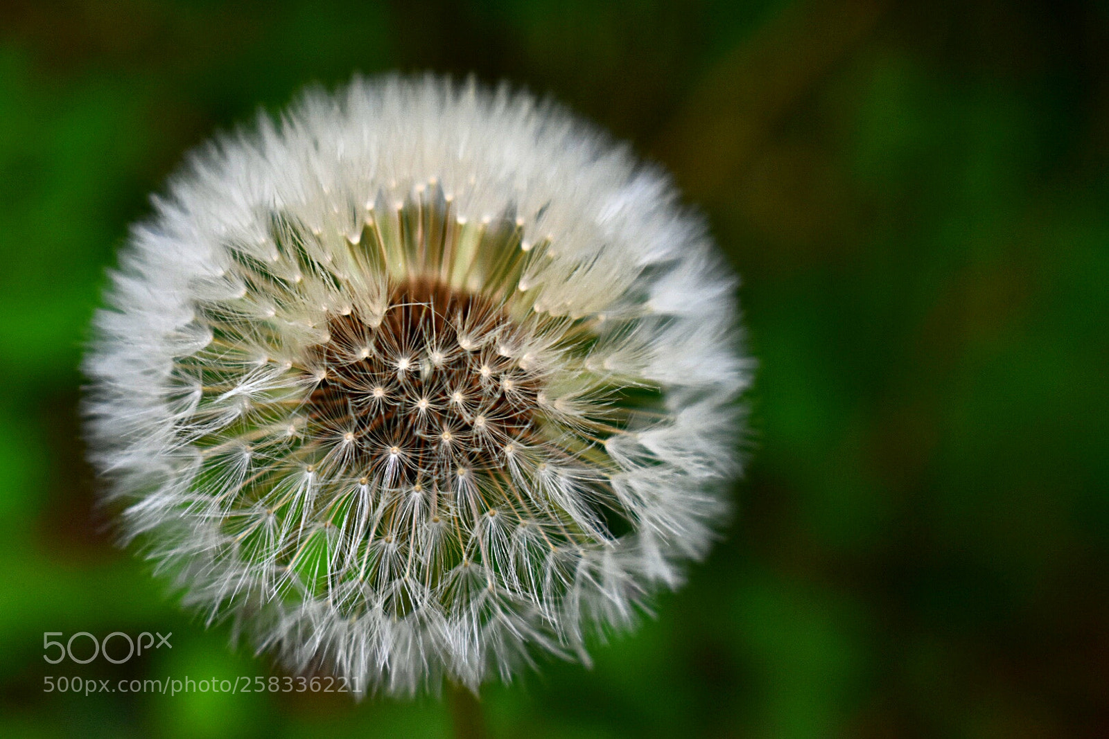 Nikon D3400 sample photo. Make a wish photography