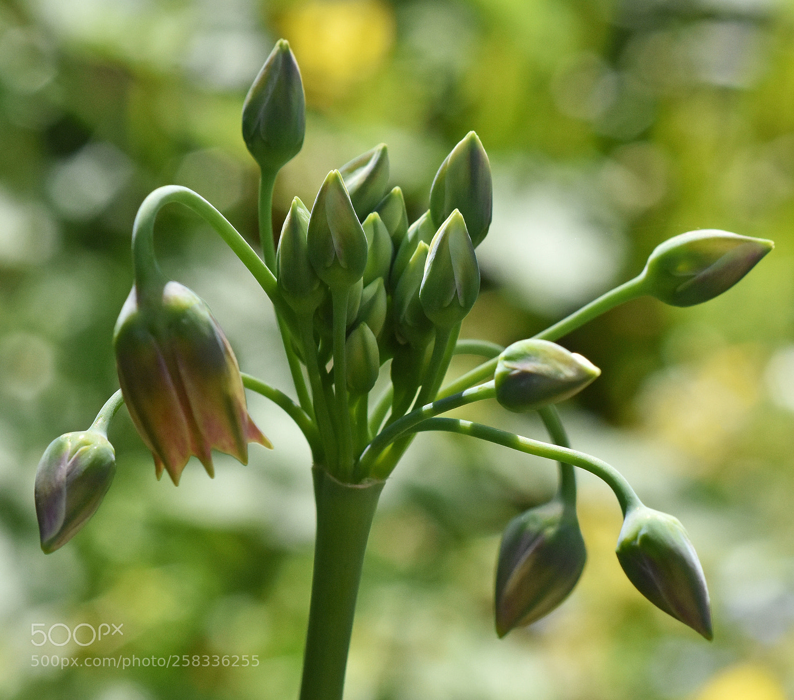 Nikon D7200 sample photo. Opening buds photography