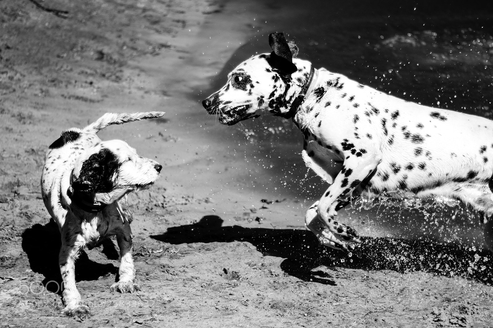 Canon EOS 600D (Rebel EOS T3i / EOS Kiss X5) sample photo. Dogs photography
