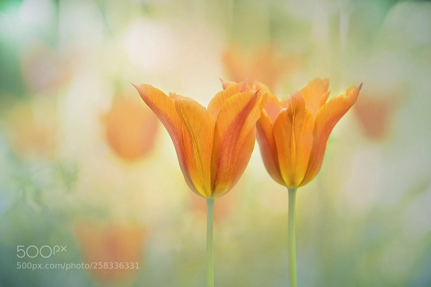 Canon EOS 7D Mark II sample photo. Tulip meadow photography