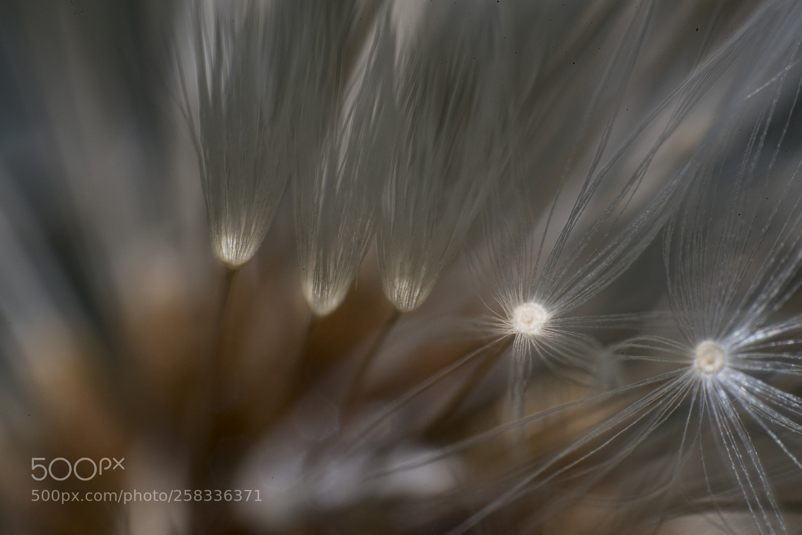 Nikon D750 sample photo. Dandelion clock detail photography