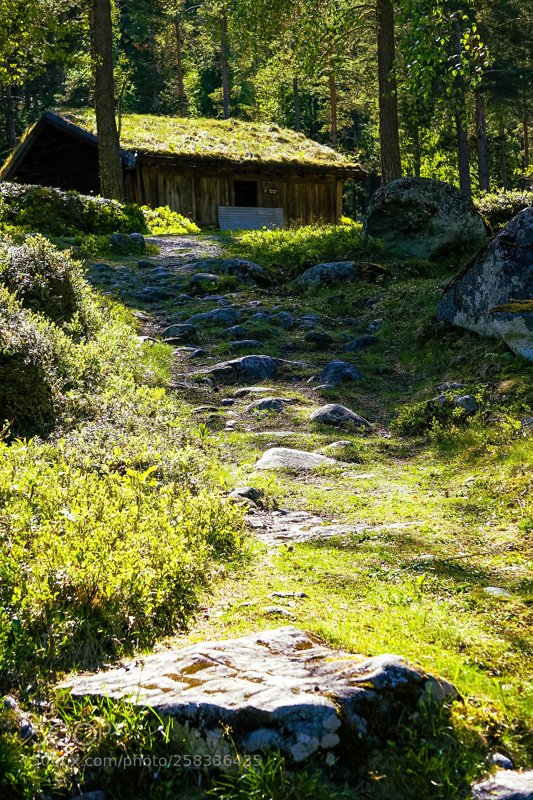 Sony a7 II sample photo. Green forest photography