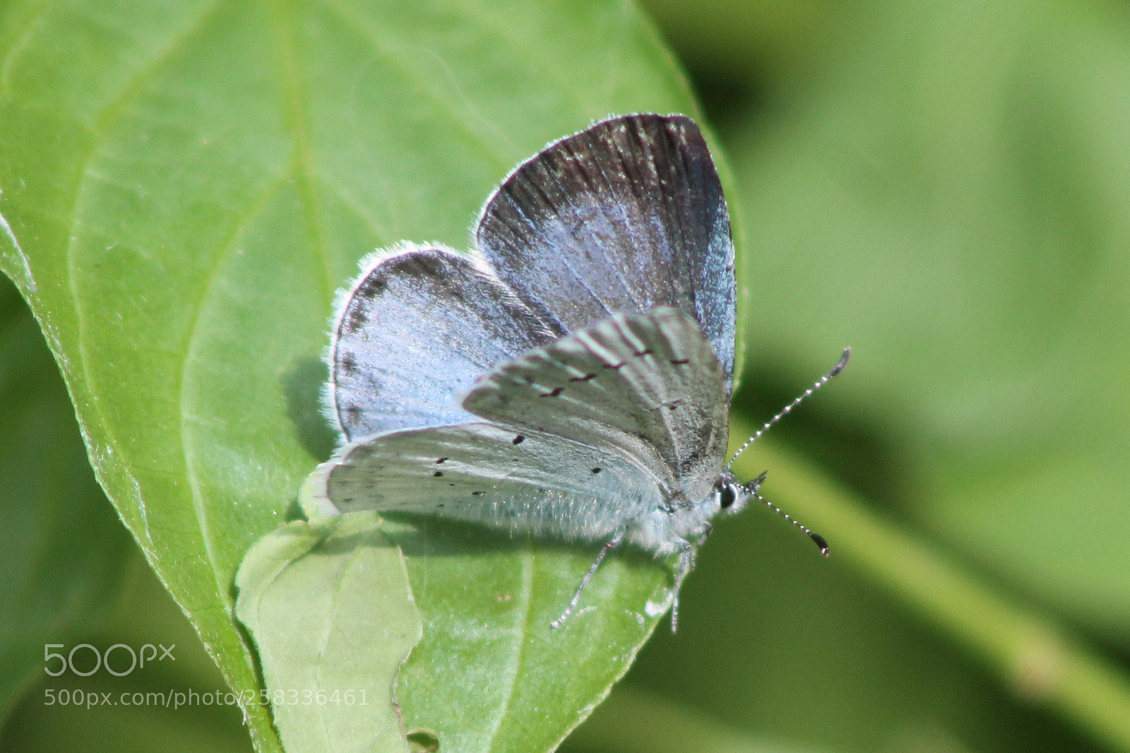 Canon EOS 1100D (EOS Rebel T3 / EOS Kiss X50) sample photo. Small blue photography