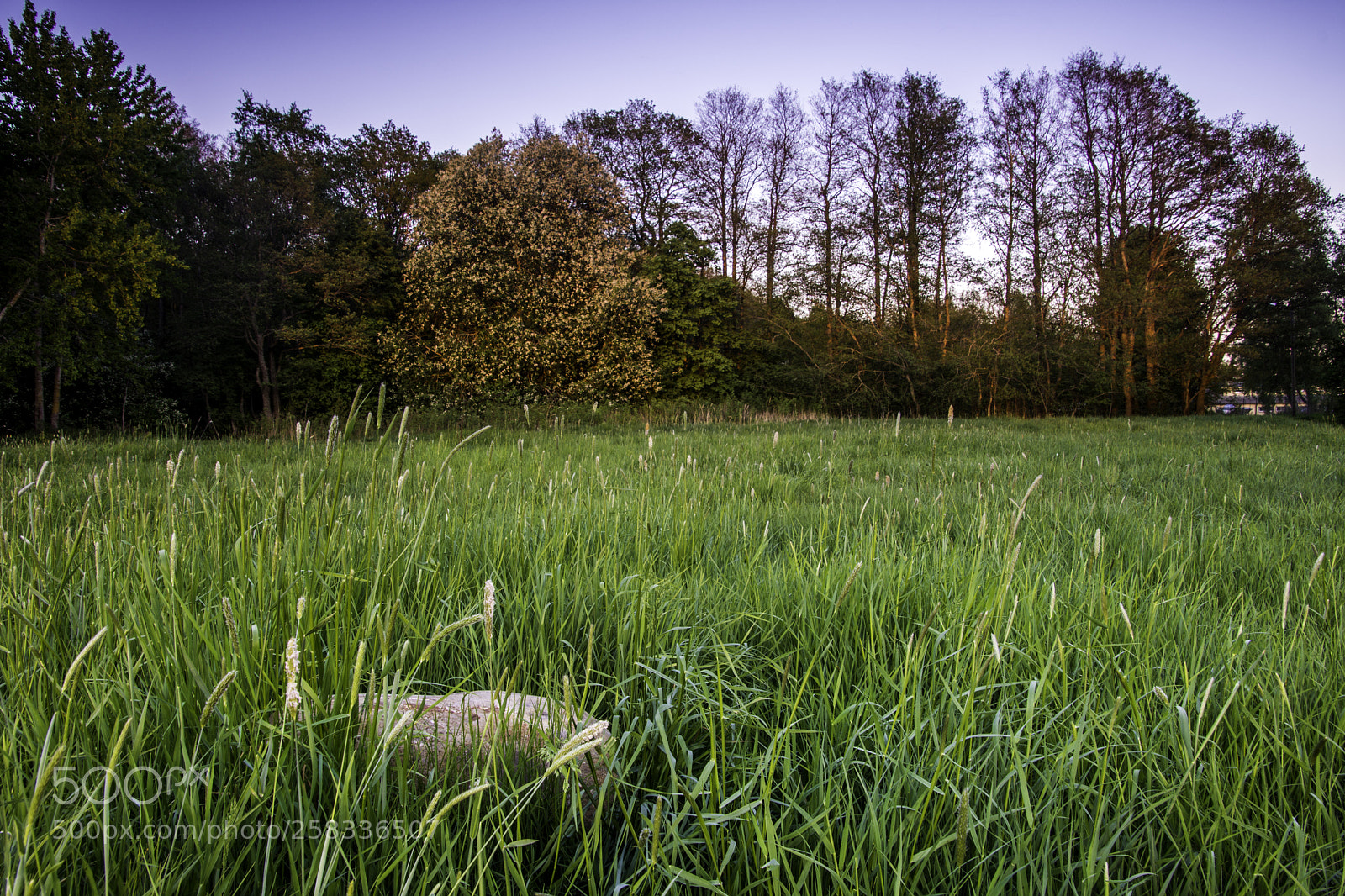 Nikon D7200 sample photo. Trees. photography