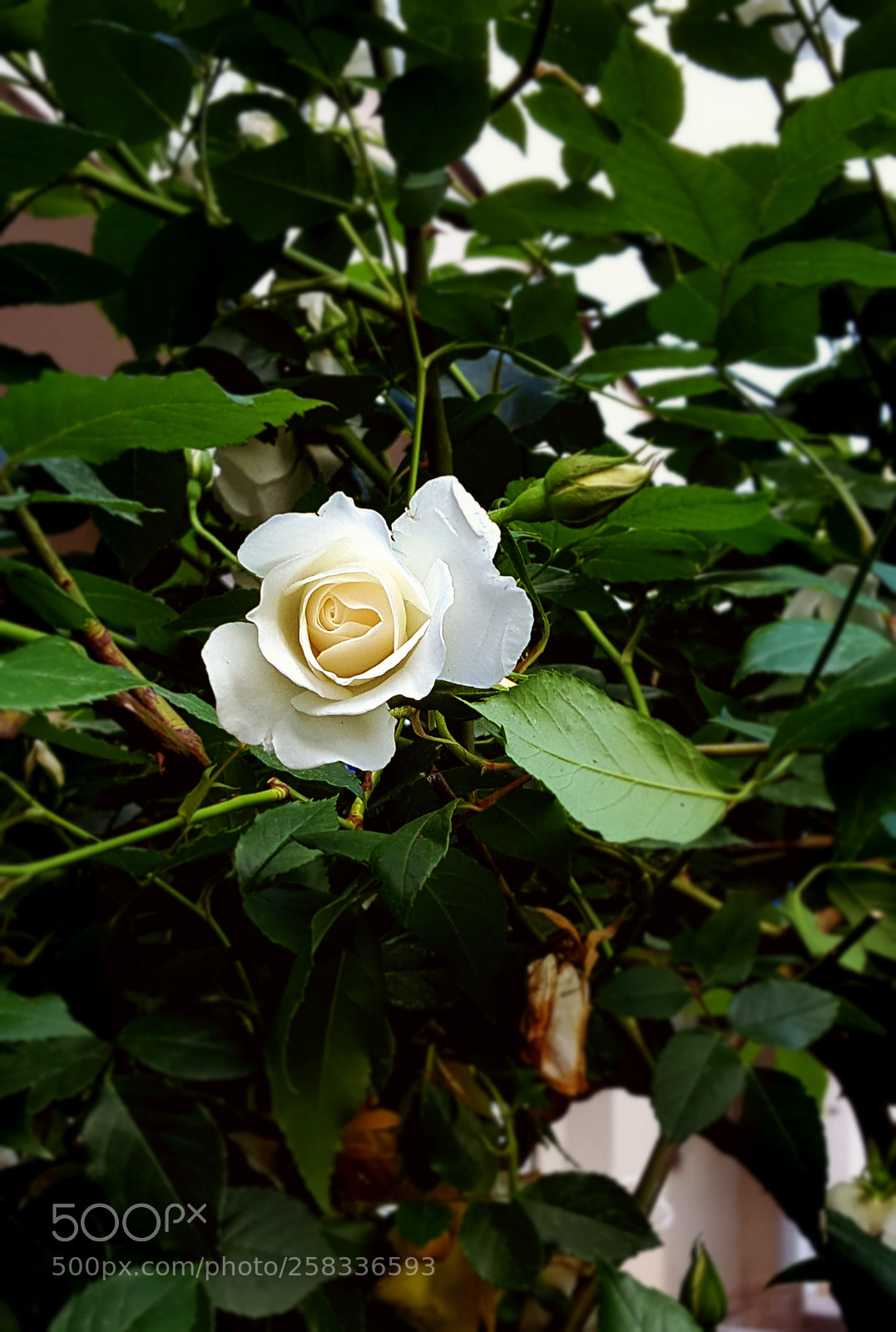 Samsung GALAXY S6 edge sample photo. Fotor photography