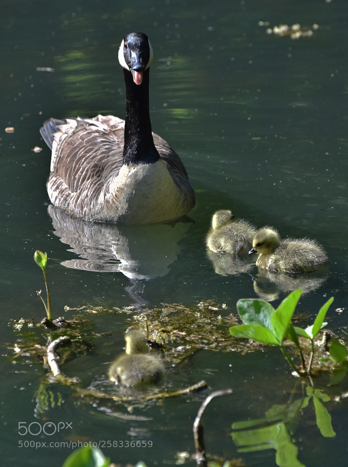 Nikon D7200 sample photo. Stay away! photography