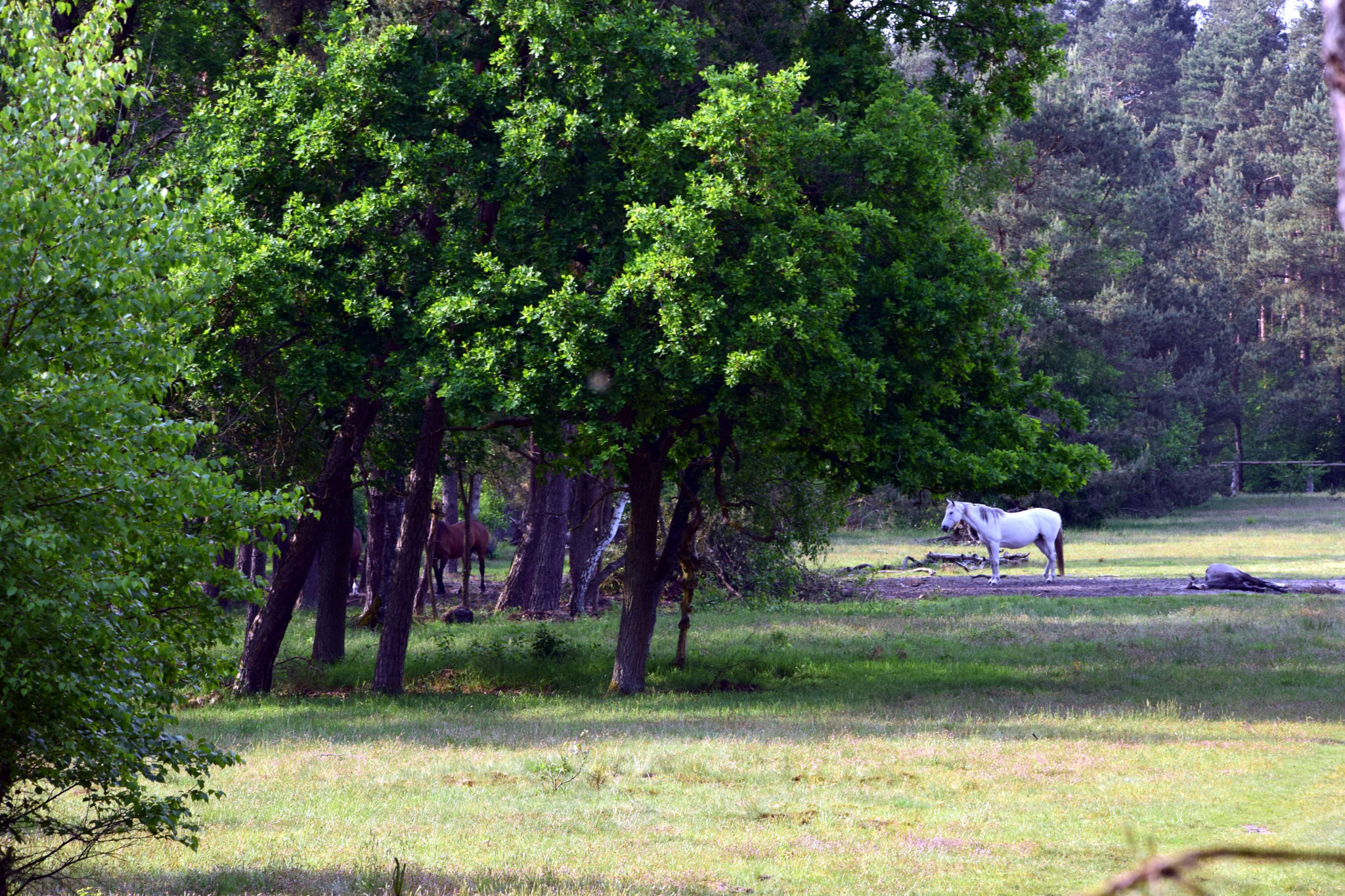 Nikon D5300 sample photo. Senner horses photography