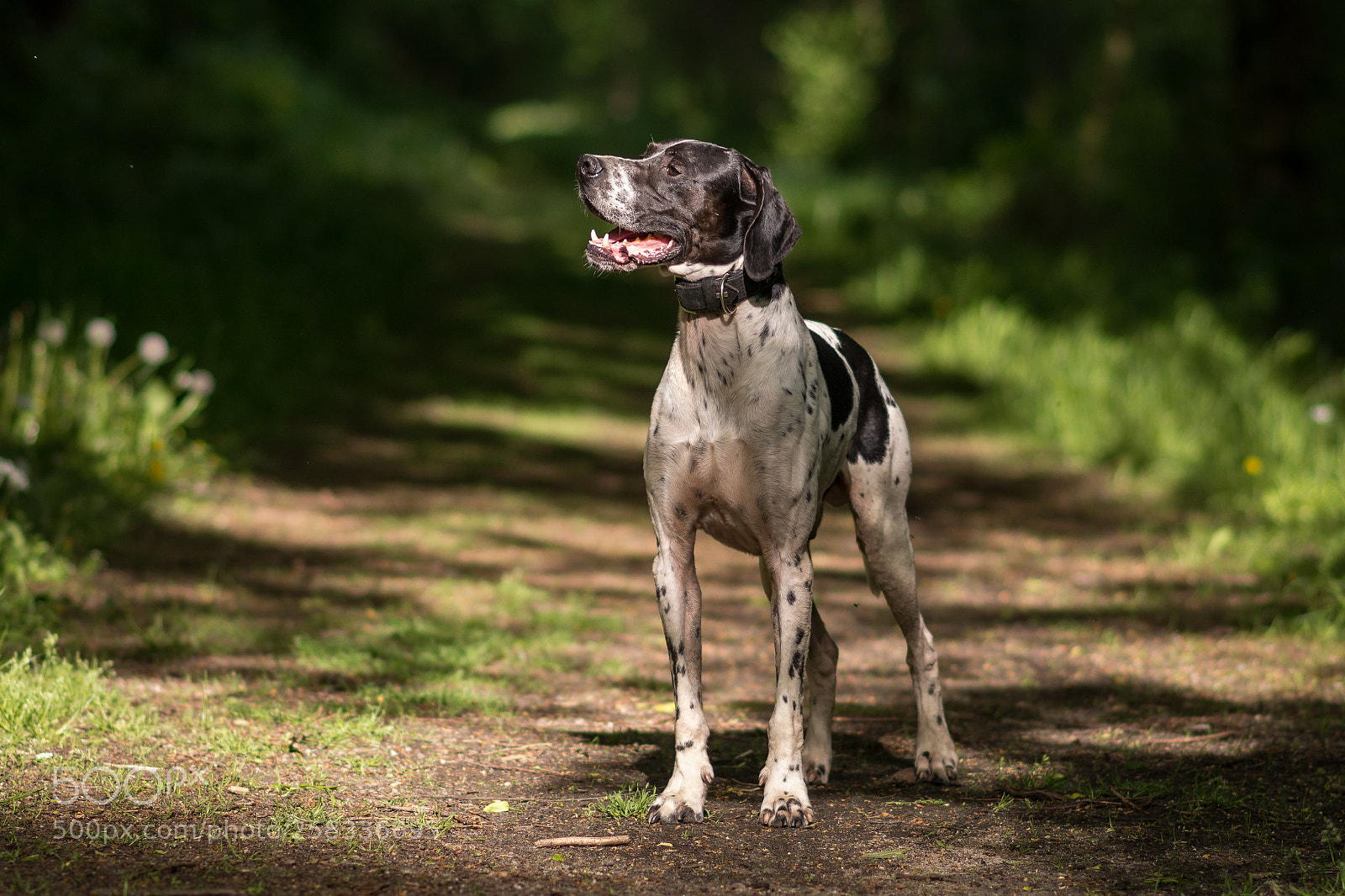 Nikon D7200 sample photo. The beau photography