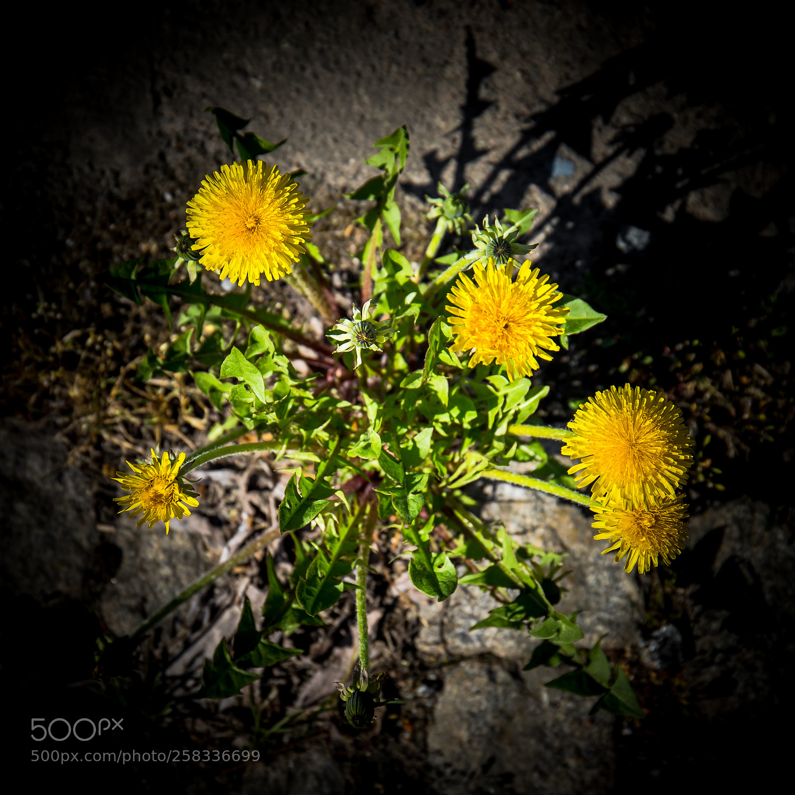 Canon EOS 5D Mark IV sample photo. Dandelion photography