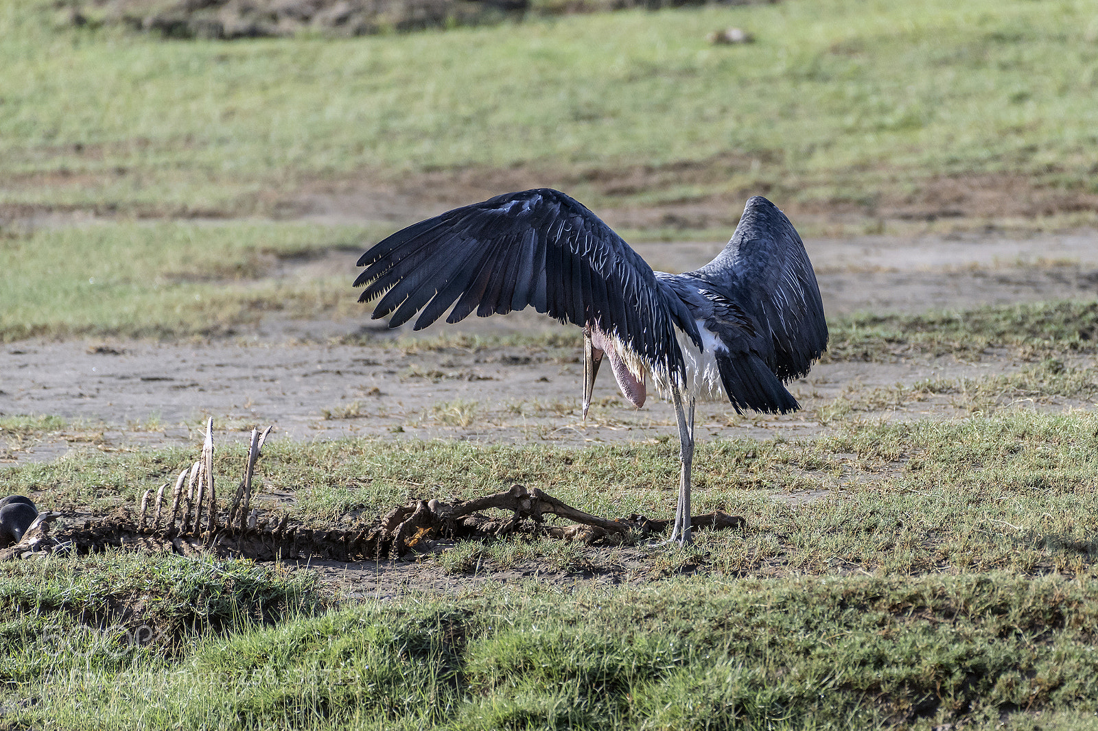 Nikon D810 sample photo. Anything left to eat" photography