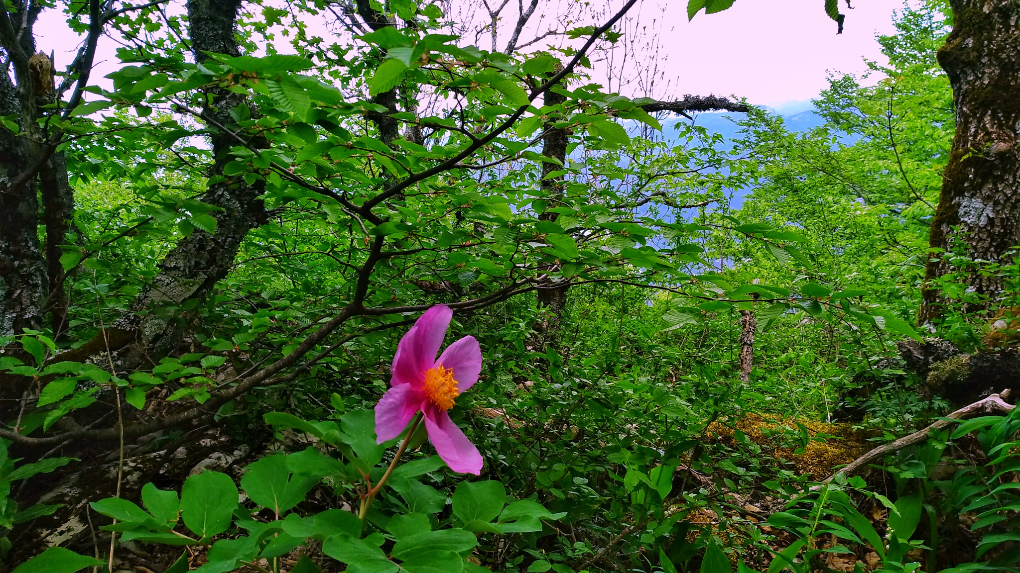 Xiaomi MI MAX 2 sample photo. High in the mountains photography