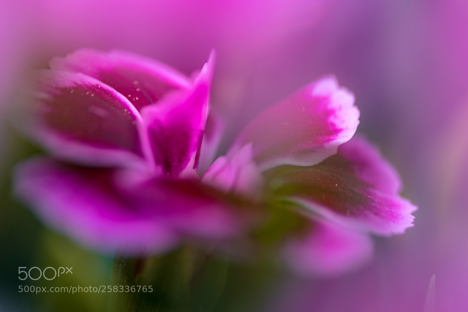 Nikon D5500 sample photo. Deeply colorful photography