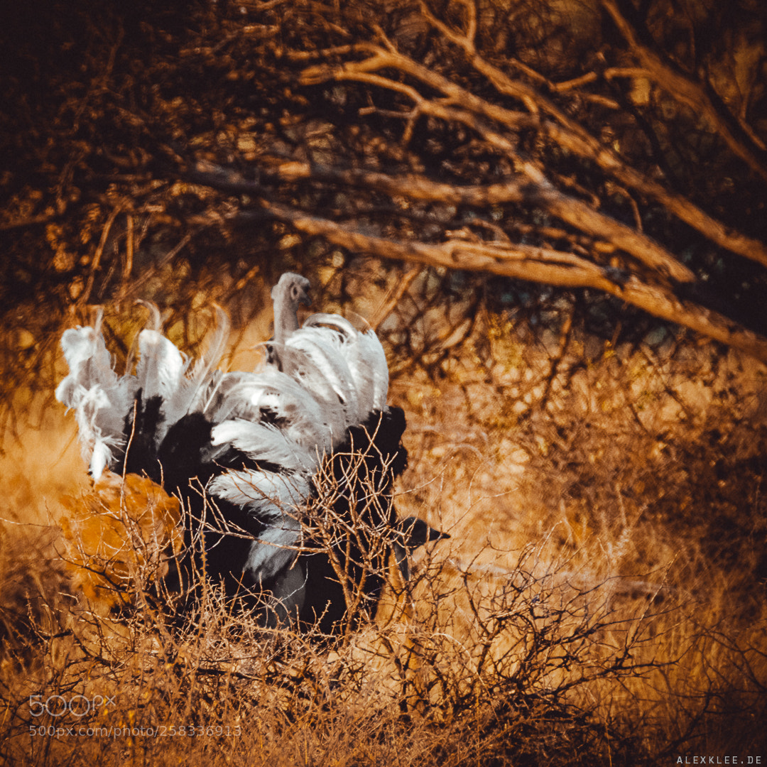 Canon EOS 7D Mark II sample photo. The dancing ostrich photography