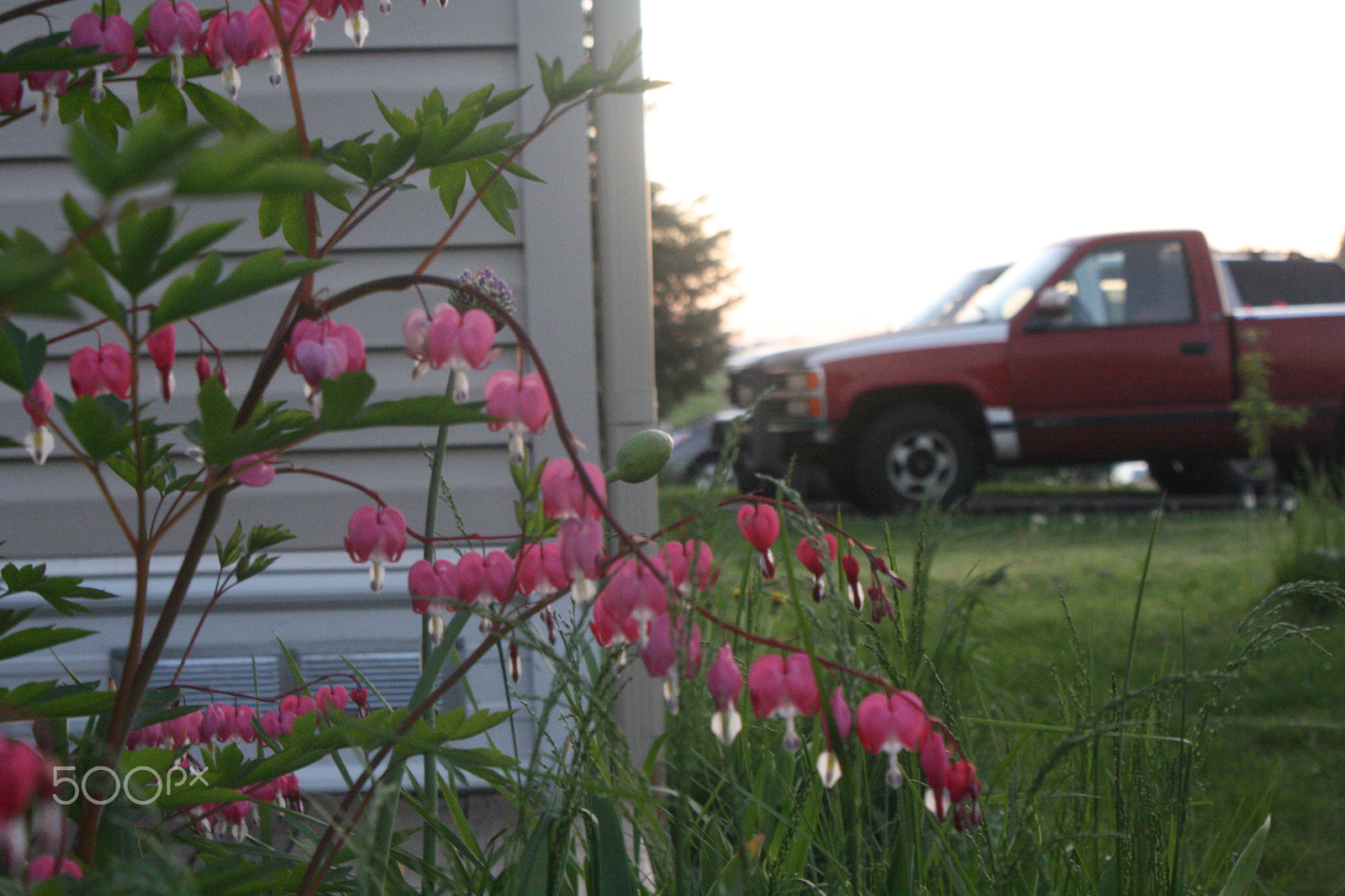 Canon EOS 1000D (EOS Digital Rebel XS / EOS Kiss F) sample photo. Plants at sunset photography
