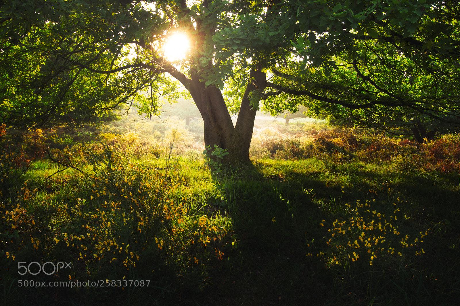 Canon EOS 650D (EOS Rebel T4i / EOS Kiss X6i) sample photo. Sunrise in the woods photography