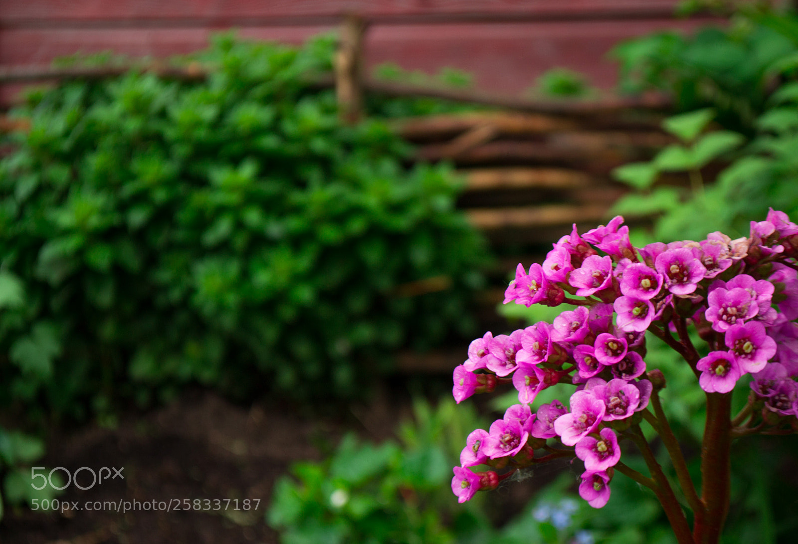 Nikon D3100 sample photo. Untitled photography