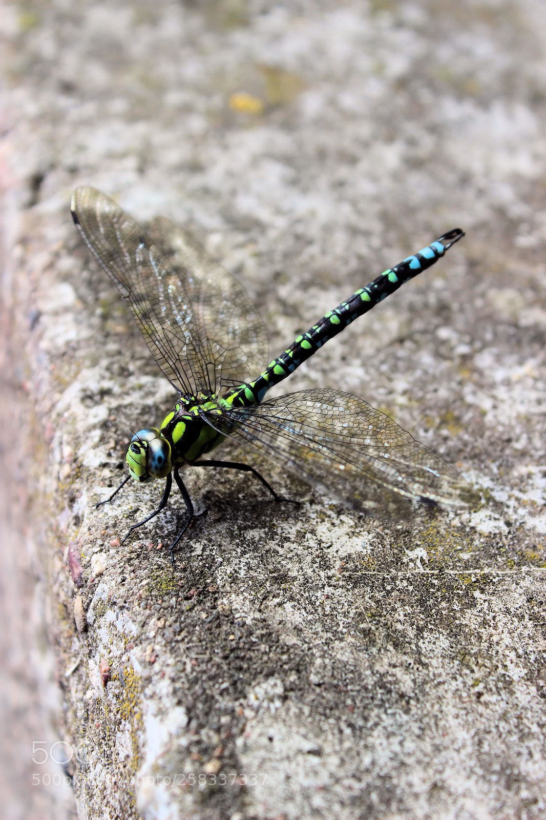 Canon EOS 600D (Rebel EOS T3i / EOS Kiss X5) sample photo. Dragonfly photography