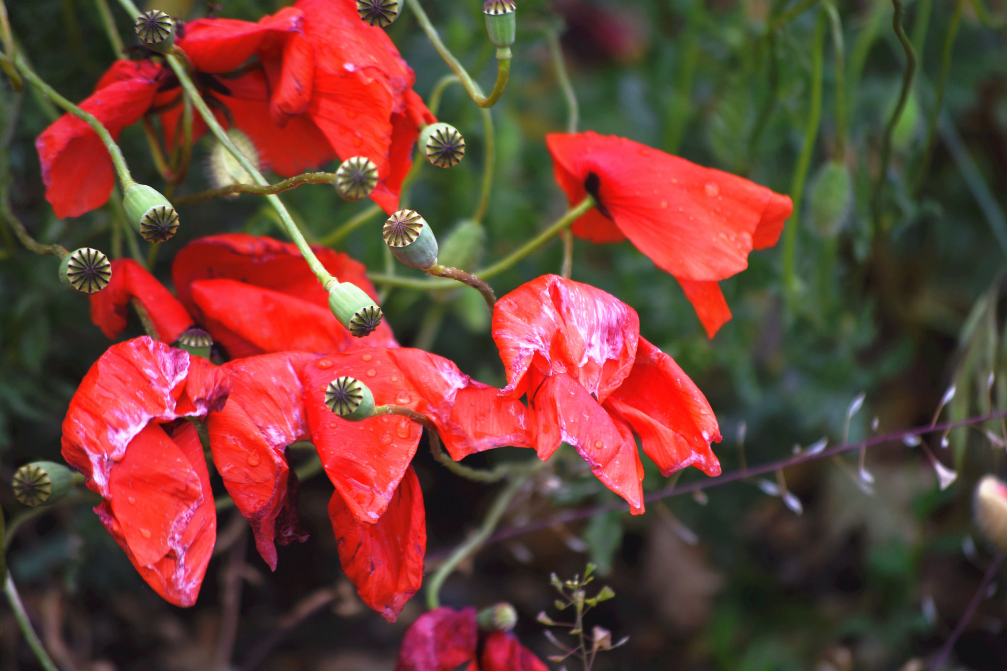 Nikon D7200 sample photo. Alien lifeform mimicry photography