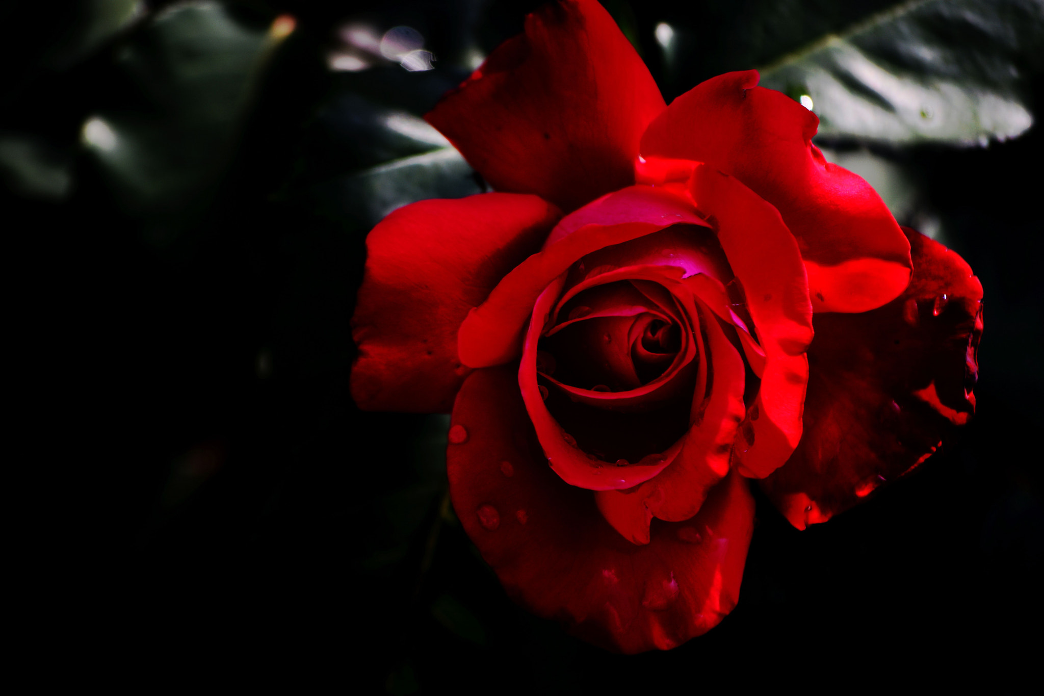Nikon D7200 sample photo. Love photography