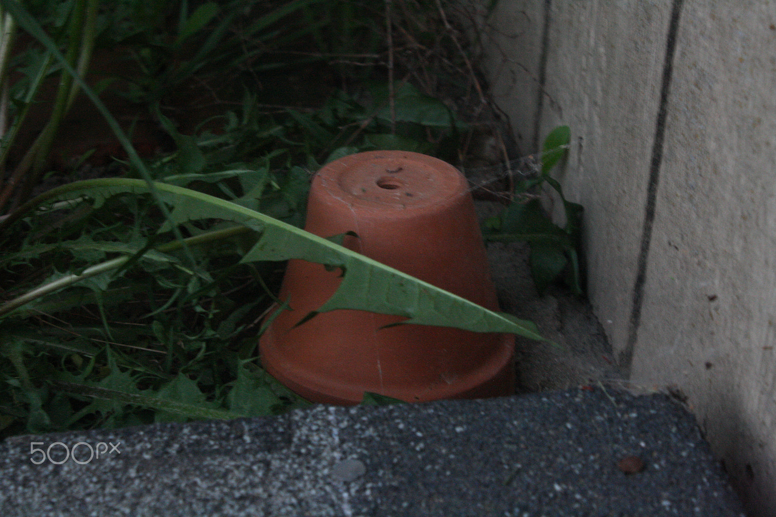 Canon EOS 1000D (EOS Digital Rebel XS / EOS Kiss F) sample photo. Lonely little pot photography