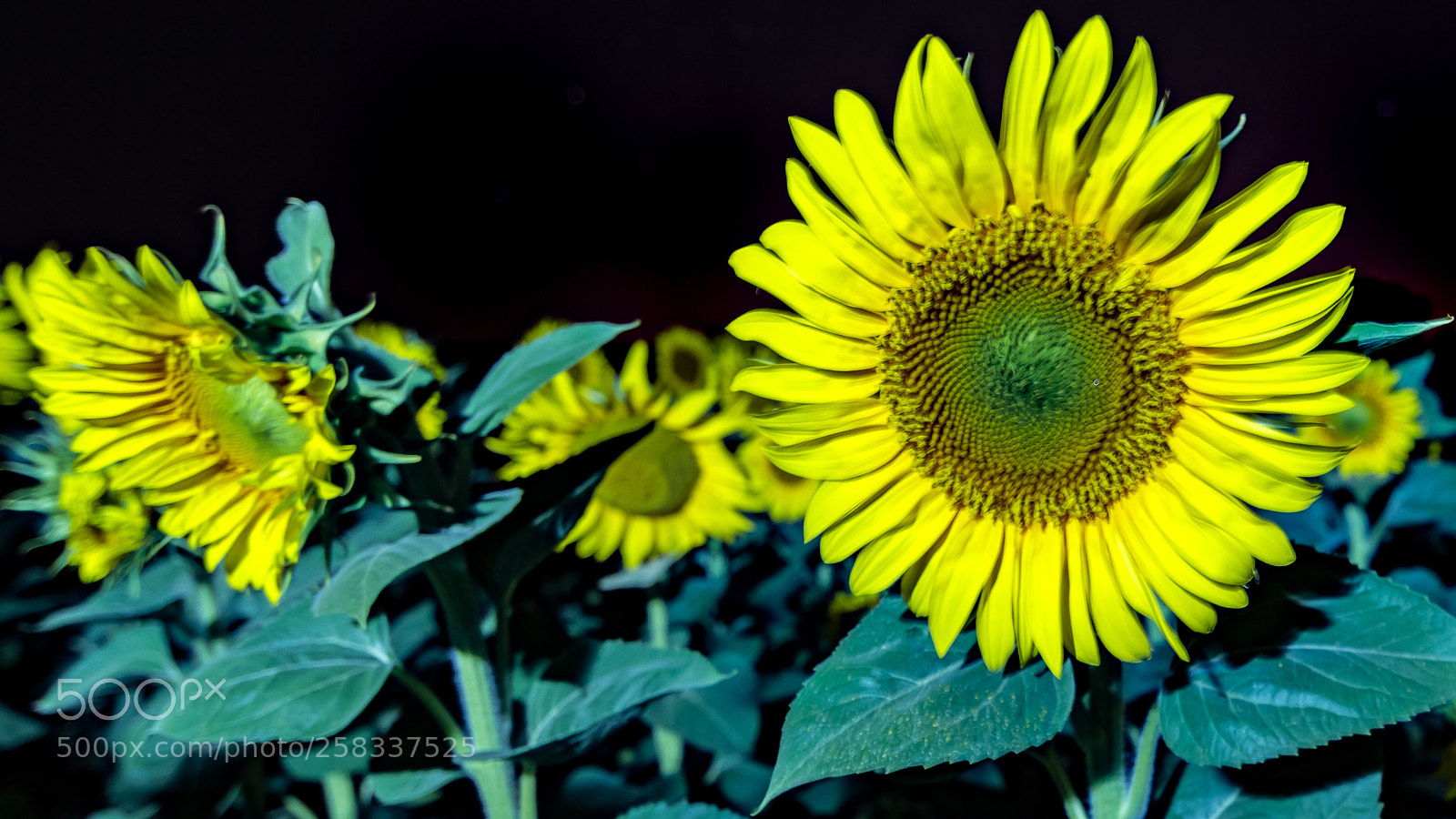 Canon EOS 7D Mark II sample photo. Untitled photography