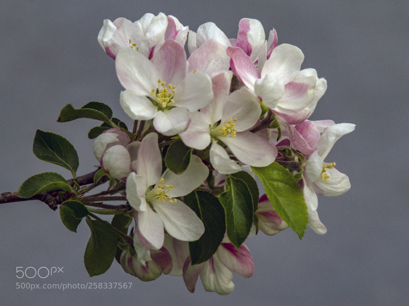 Canon EOS 7D sample photo. Apple tree blossom photography