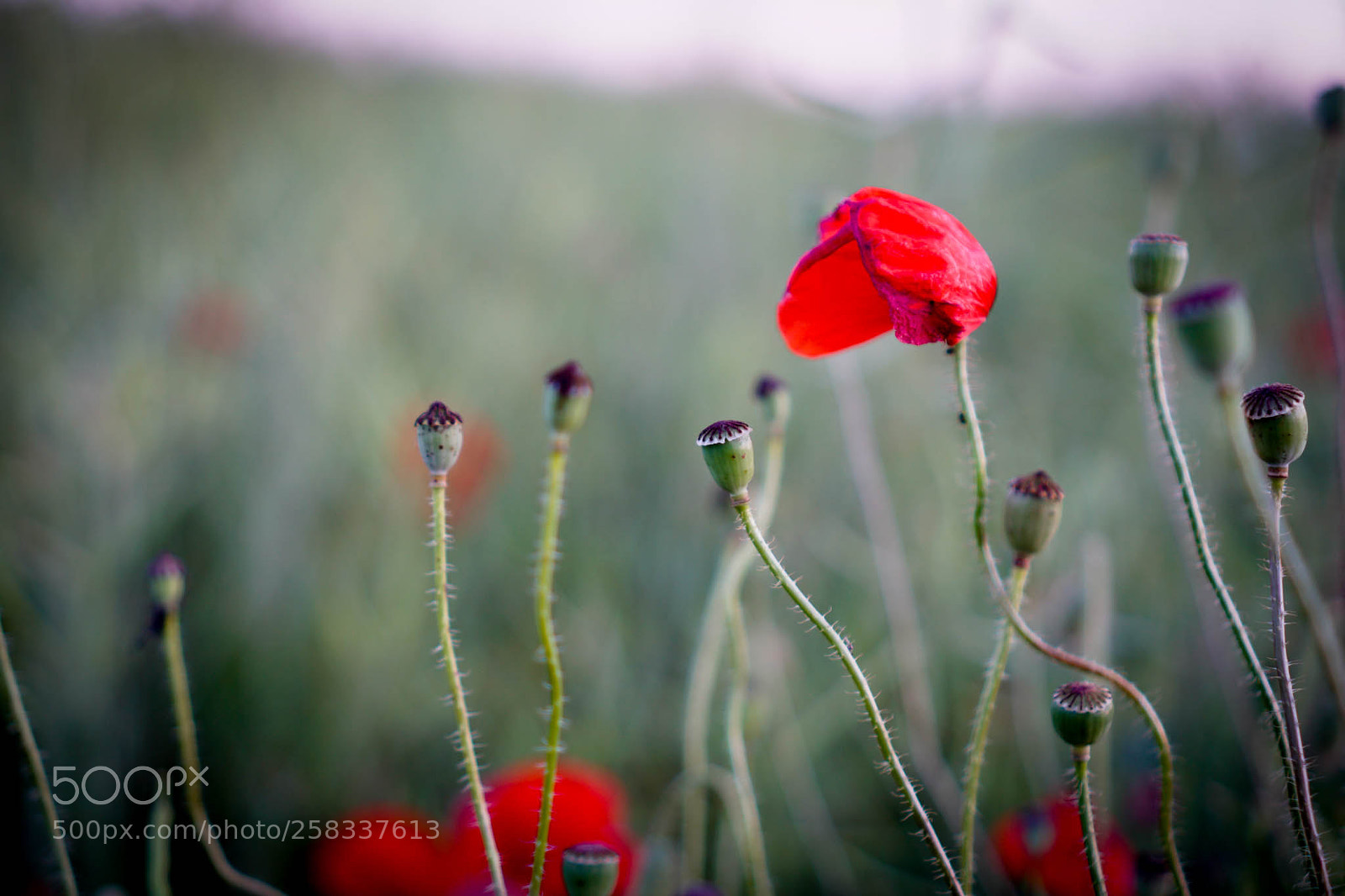 Sony a6000 sample photo. Poppy flowers photography