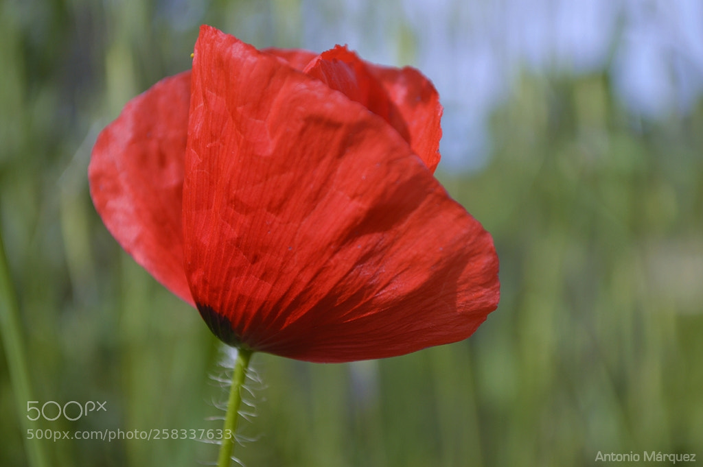 Nikon D3200 sample photo. Pasión photography