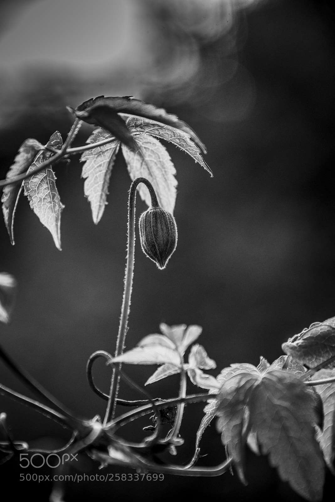 Nikon D600 sample photo. Clematis photography