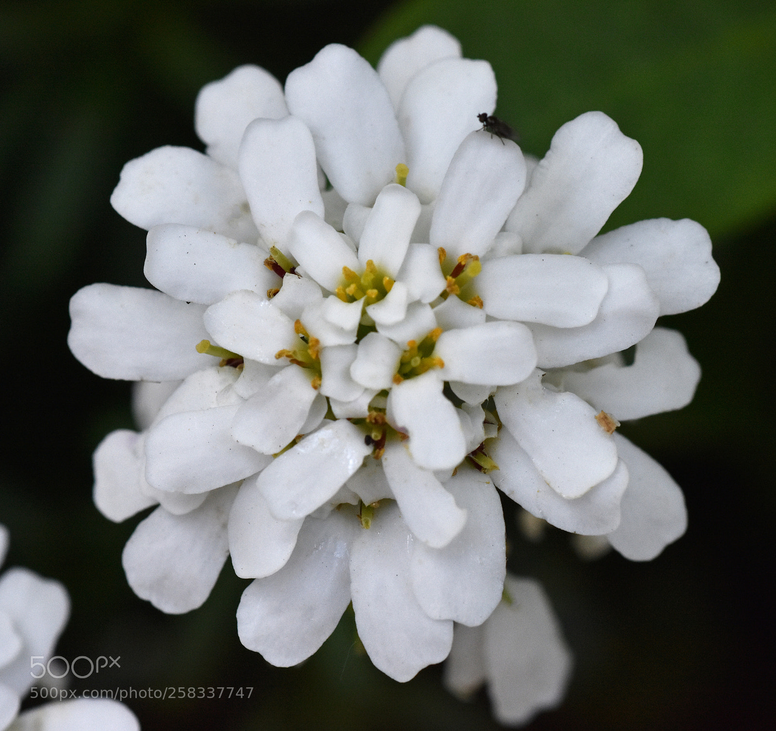 Nikon D7200 sample photo. White flower photography