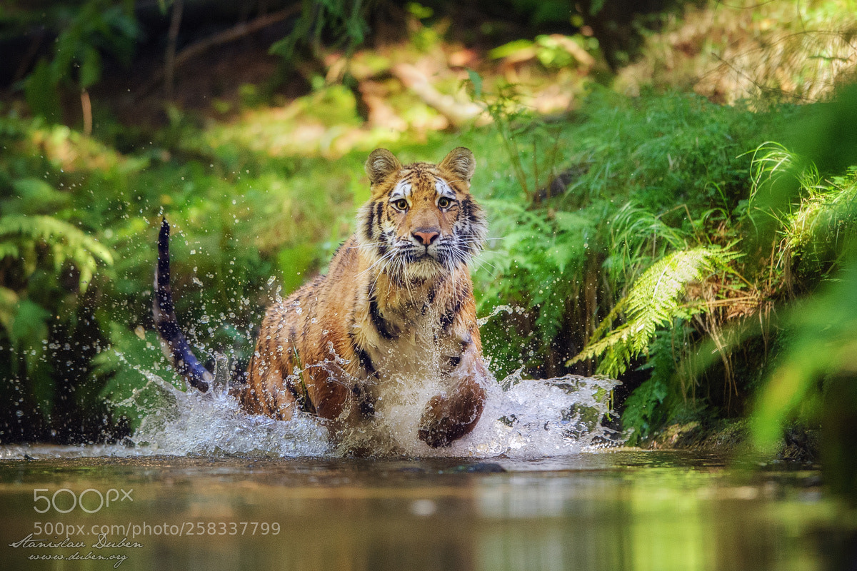 Nikon D3S sample photo. Siberian tiger photography