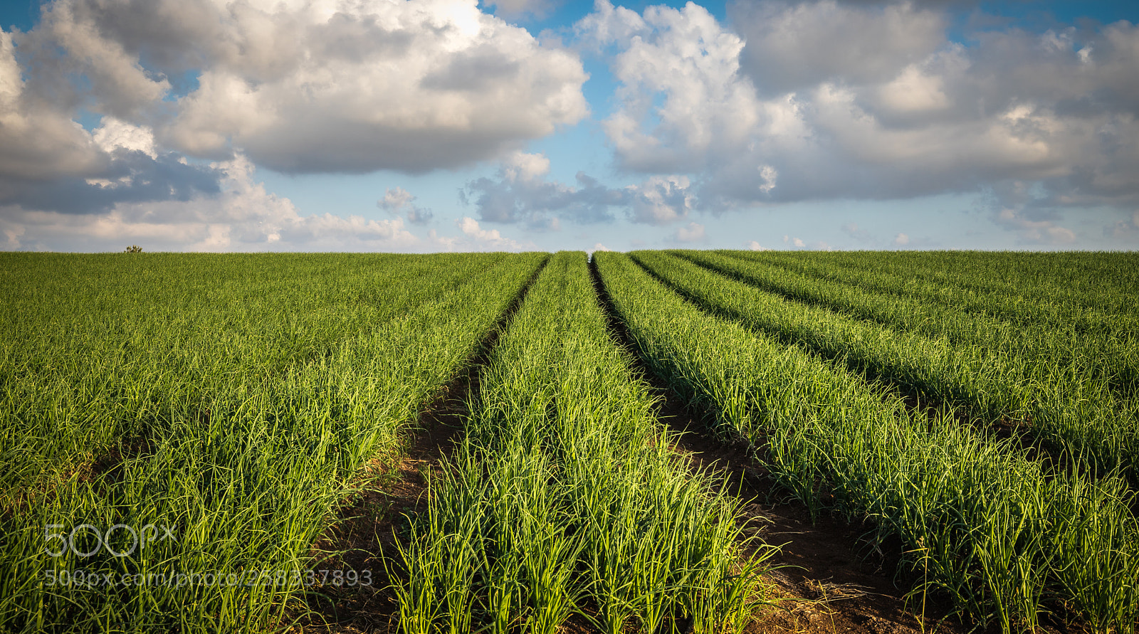 Canon EOS 6D Mark II sample photo. Onion field photography