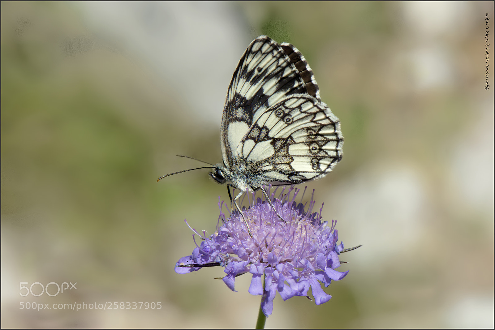 Nikon D7200 sample photo. Melanargia galathea photography