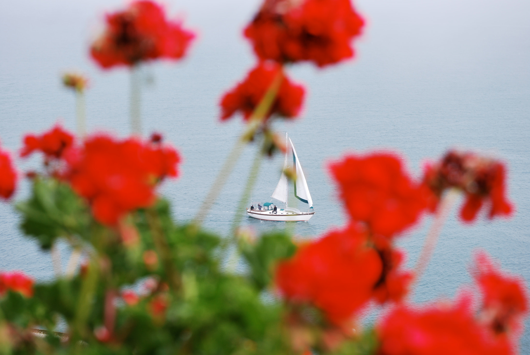 Nikon D60 sample photo. A small sailboat photography