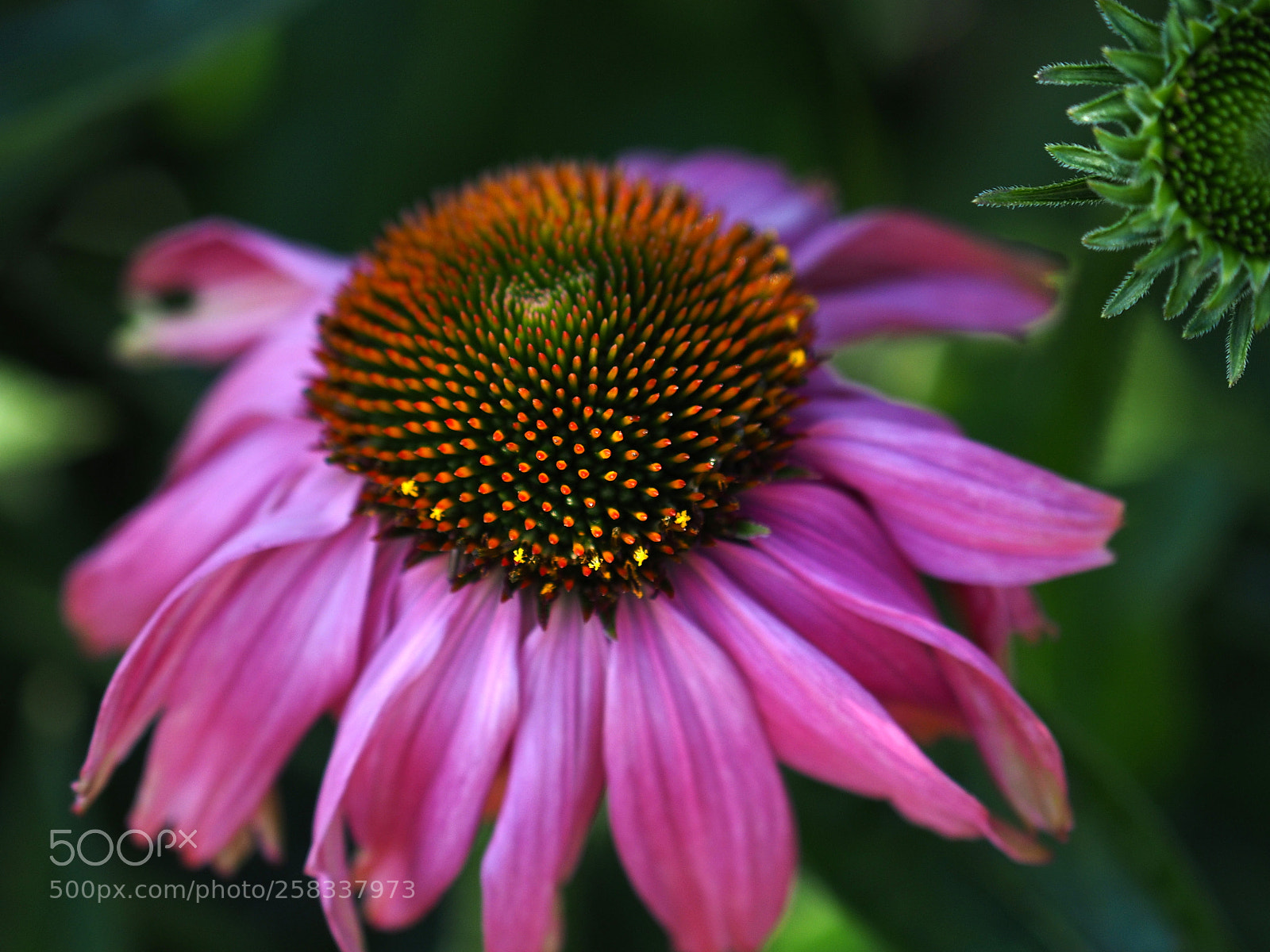 Olympus OM-D E-M1 sample photo. Echinacea purpurea photography
