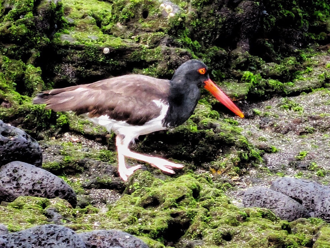 Canon PowerShot SX280 HS sample photo. Galapagos oystercatcher photography