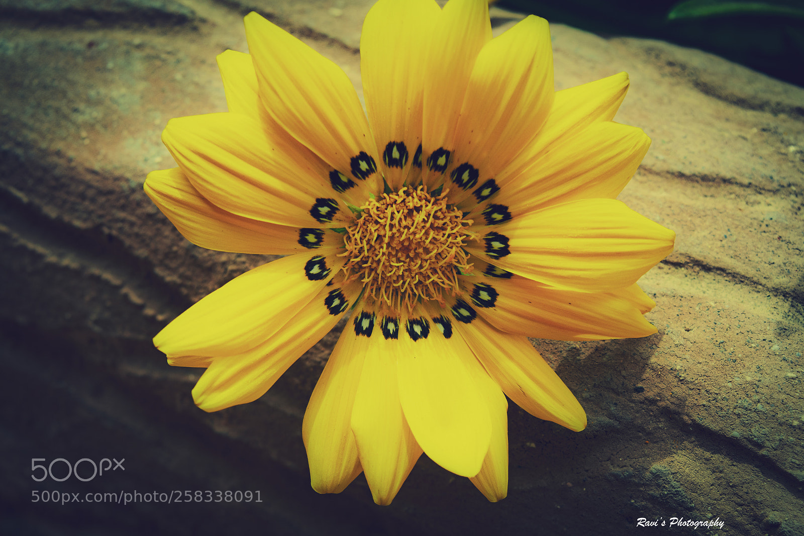 Nikon D5300 sample photo. A lovely nature photography