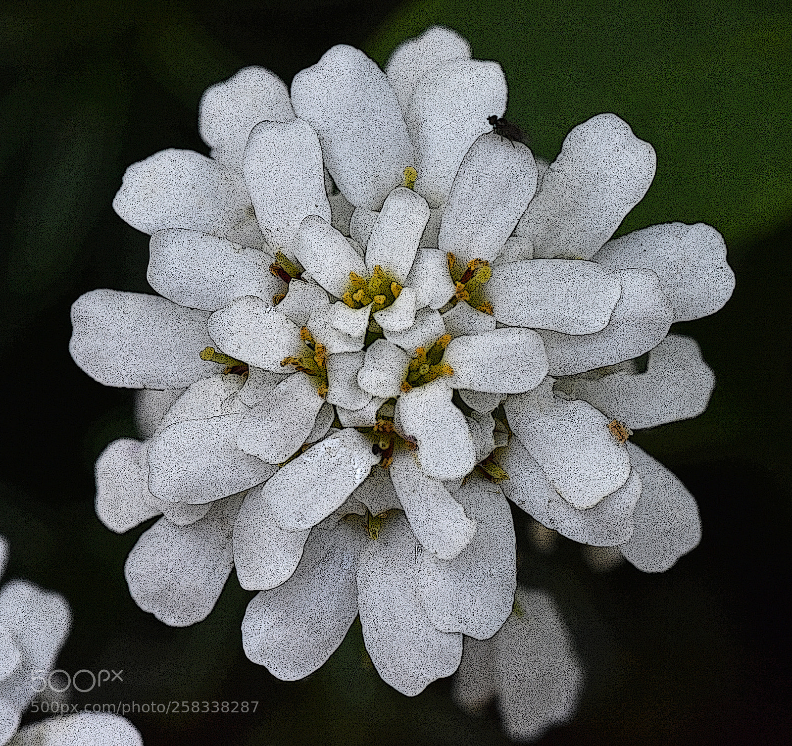 Nikon D7200 sample photo. White flower - posterized photography
