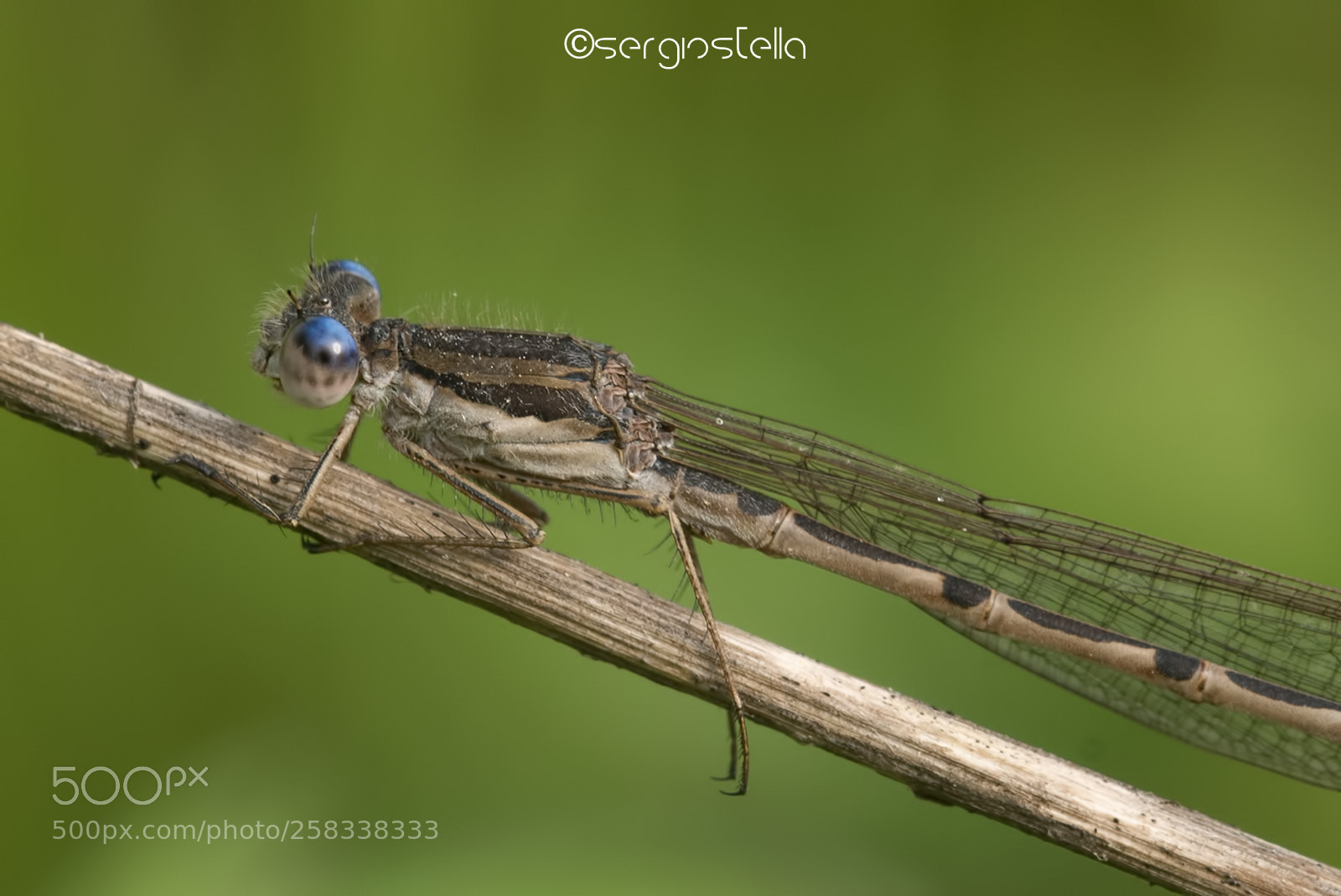Nikon D610 sample photo. Blue eyes two____ photography