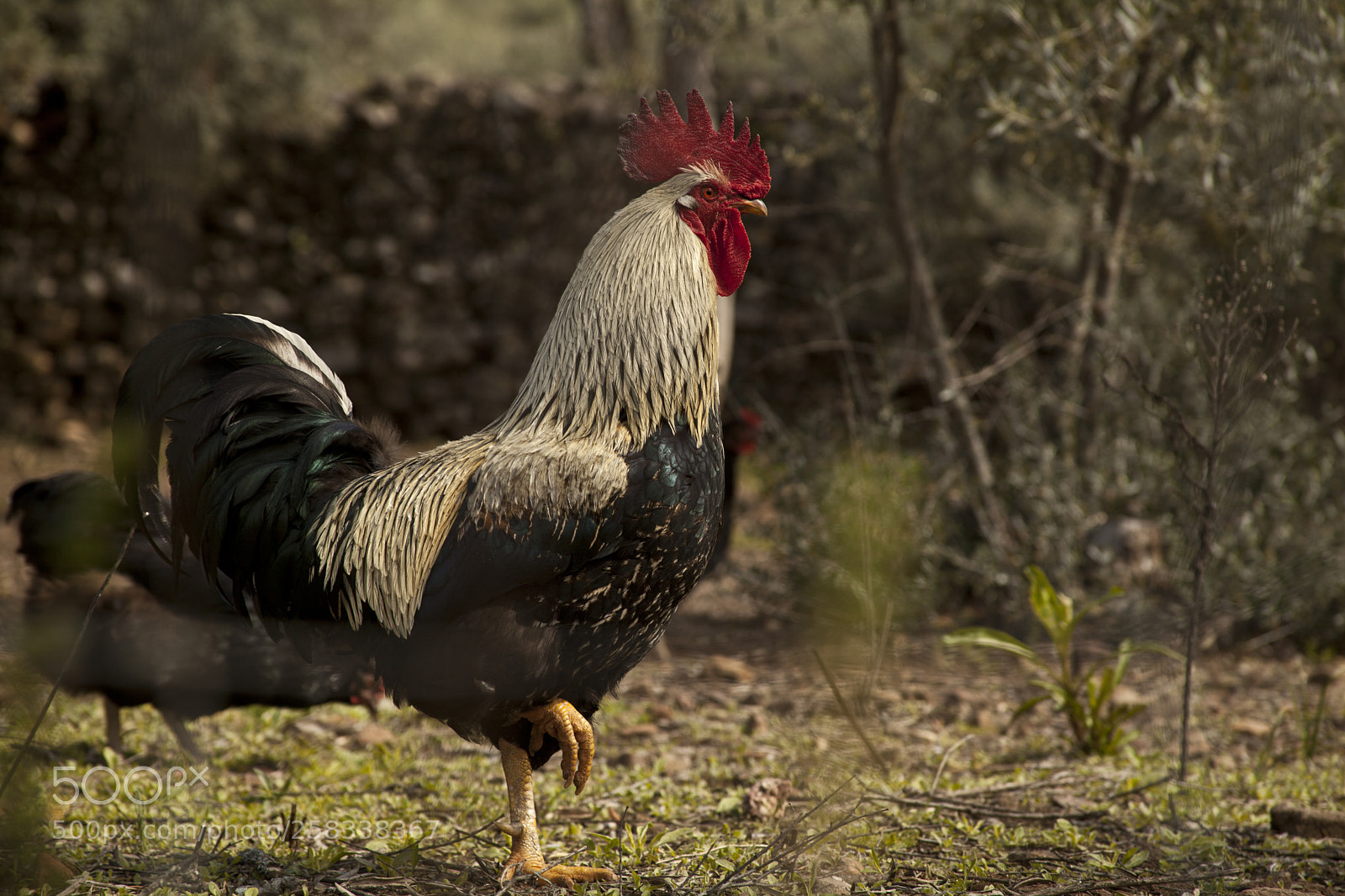 Canon EOS 5D Mark II sample photo. El rey del corral photography