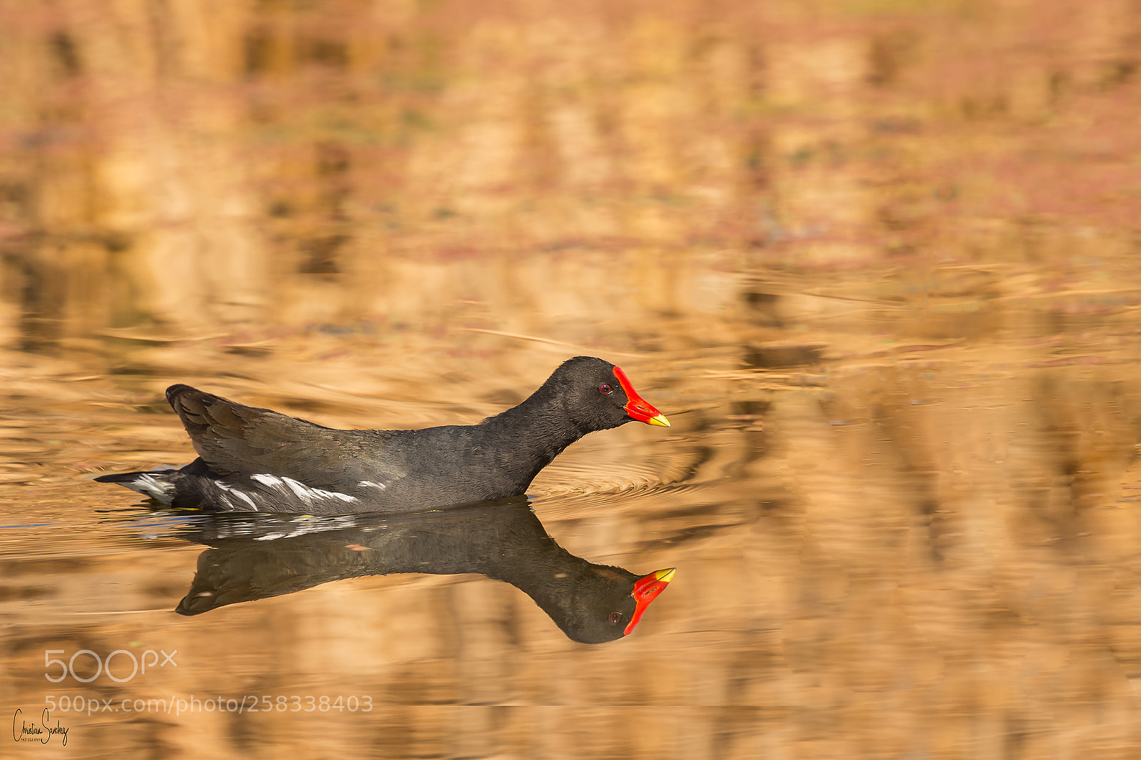 Nikon D4 sample photo. Common moorhen photography