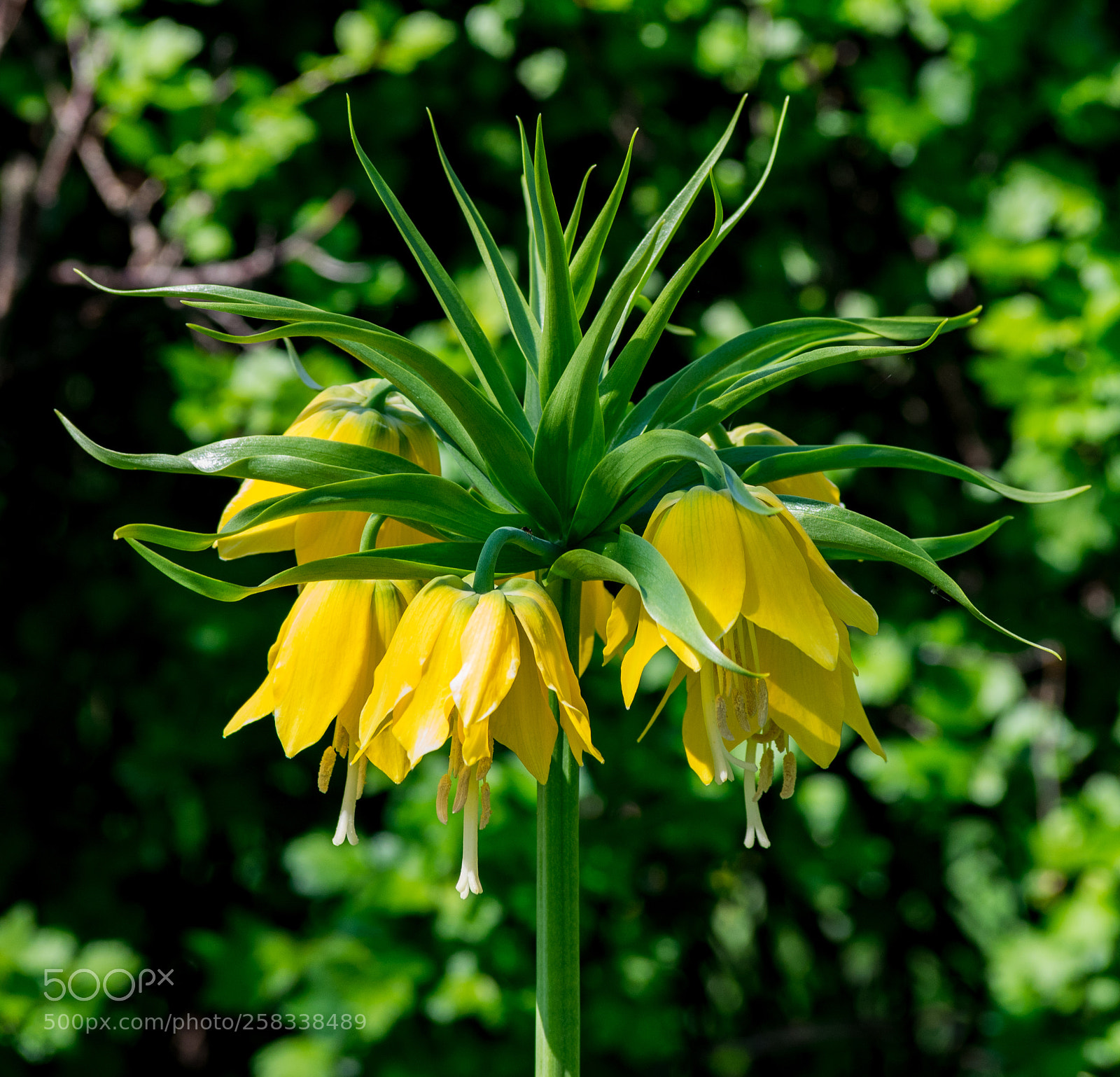 Nikon D3300 sample photo. Fritillaria bloom photography