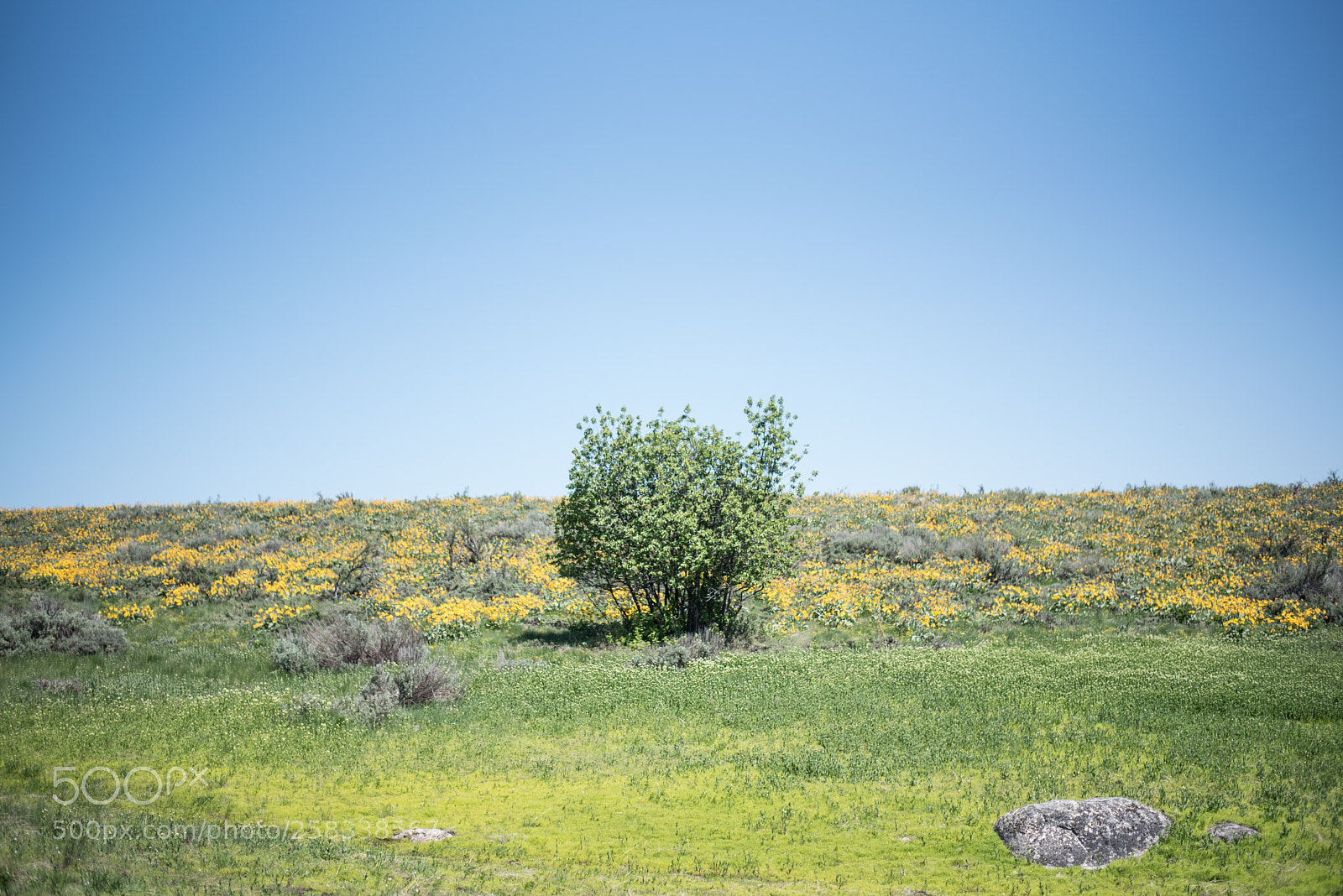 Nikon D750 sample photo. Spring balsam root blossoms photography