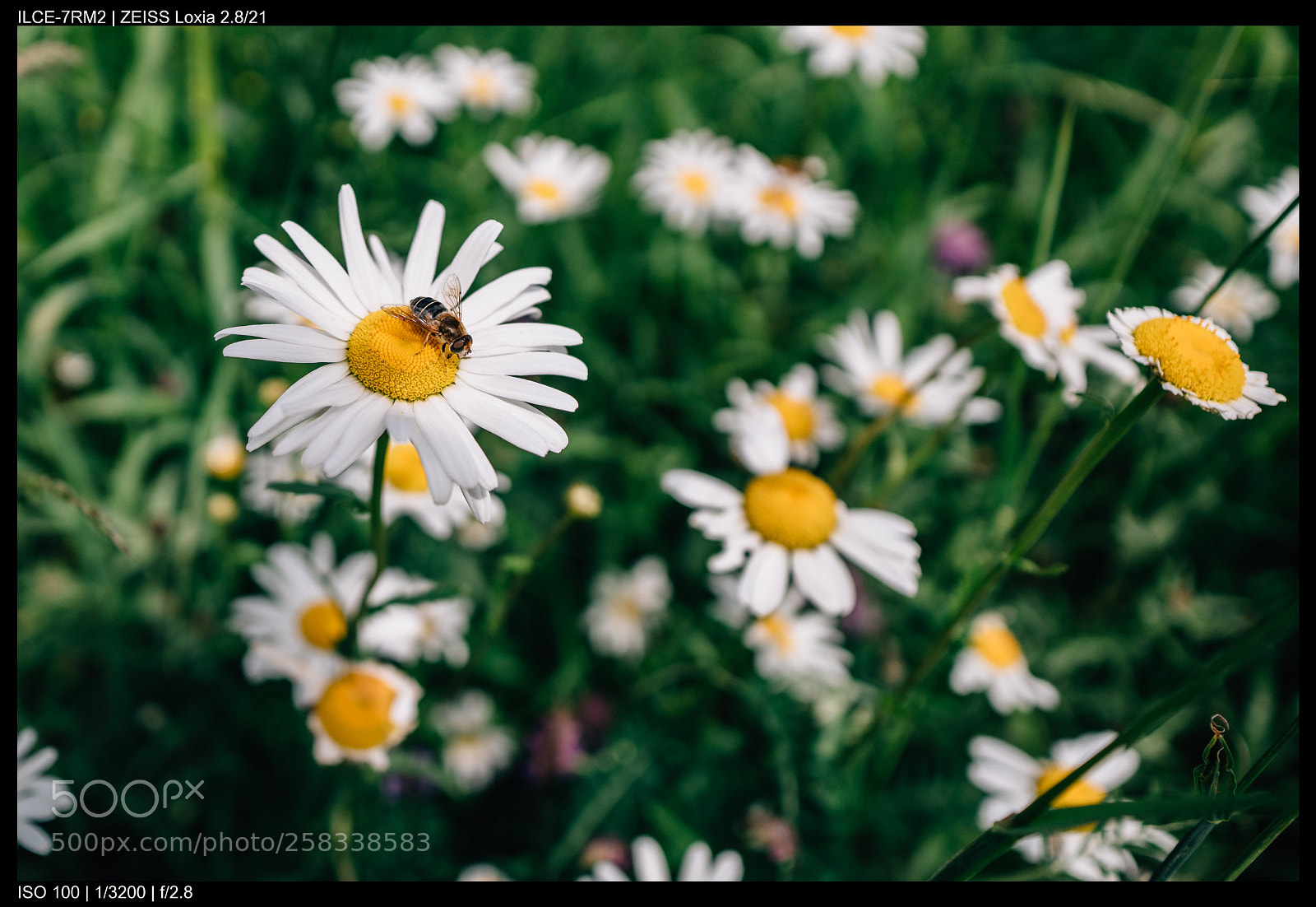 Sony a7R II sample photo. Bee in the daisies photography