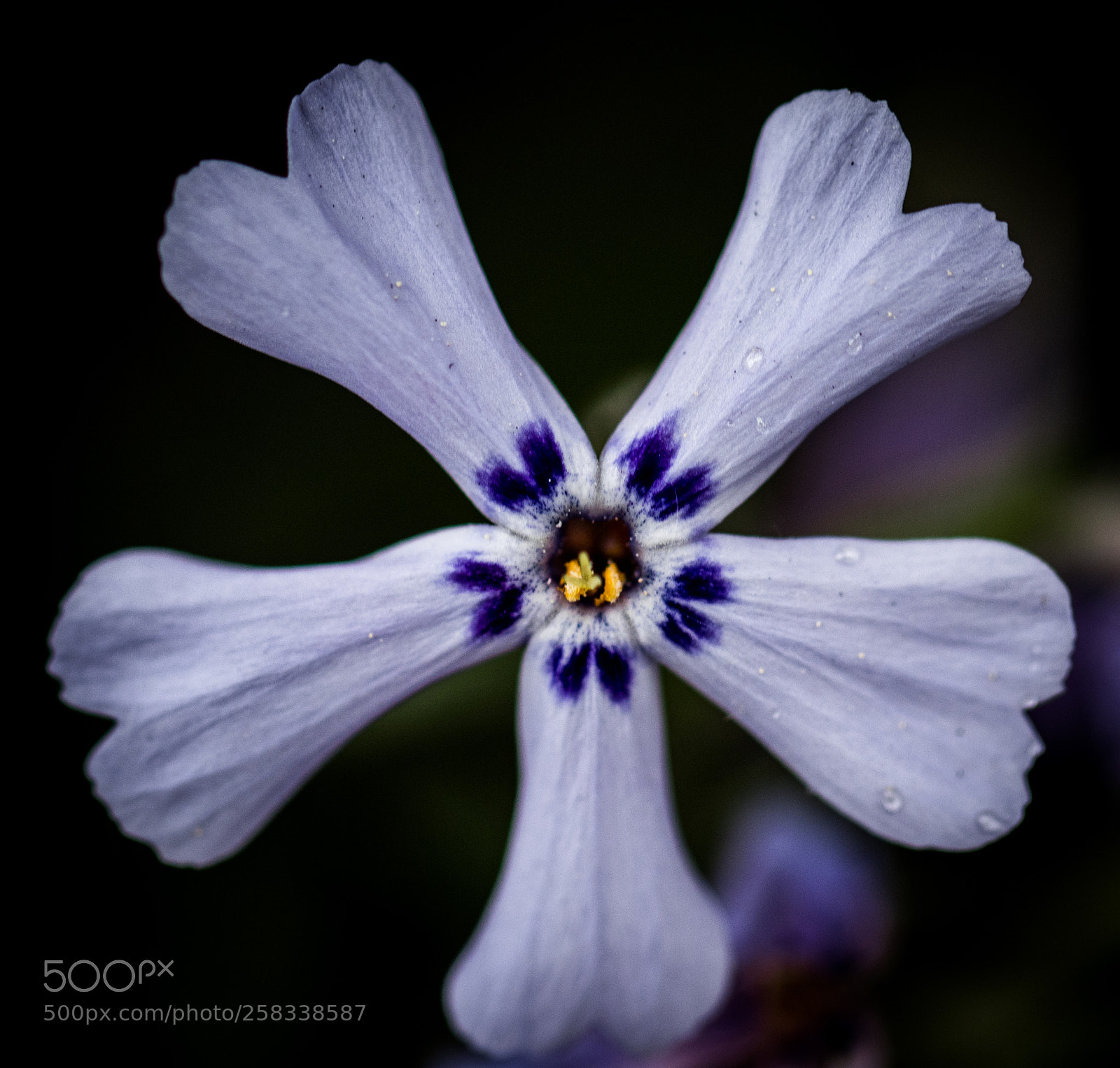 Canon EOS 77D (EOS 9000D / EOS 770D) sample photo. Symmetry photography