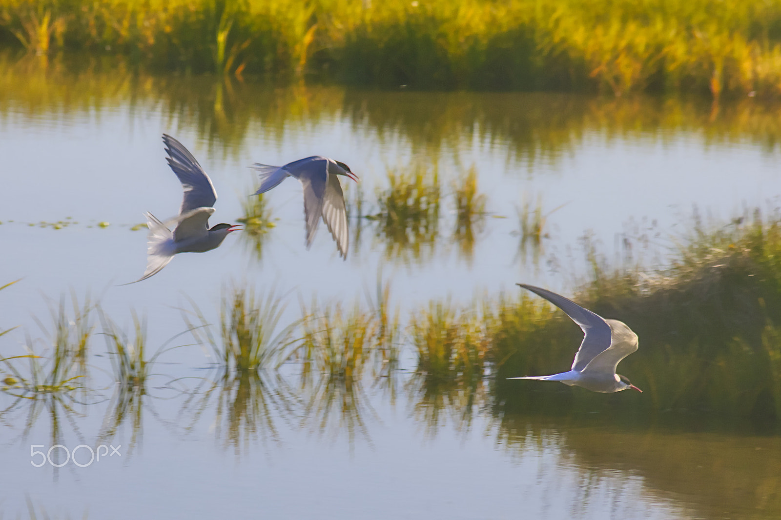 Canon EOS 550D (EOS Rebel T2i / EOS Kiss X4) sample photo. Arctic terns chasing each other photography