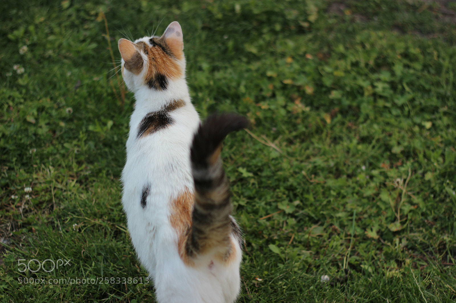 Canon EOS 600D (Rebel EOS T3i / EOS Kiss X5) sample photo. Lubie photography
