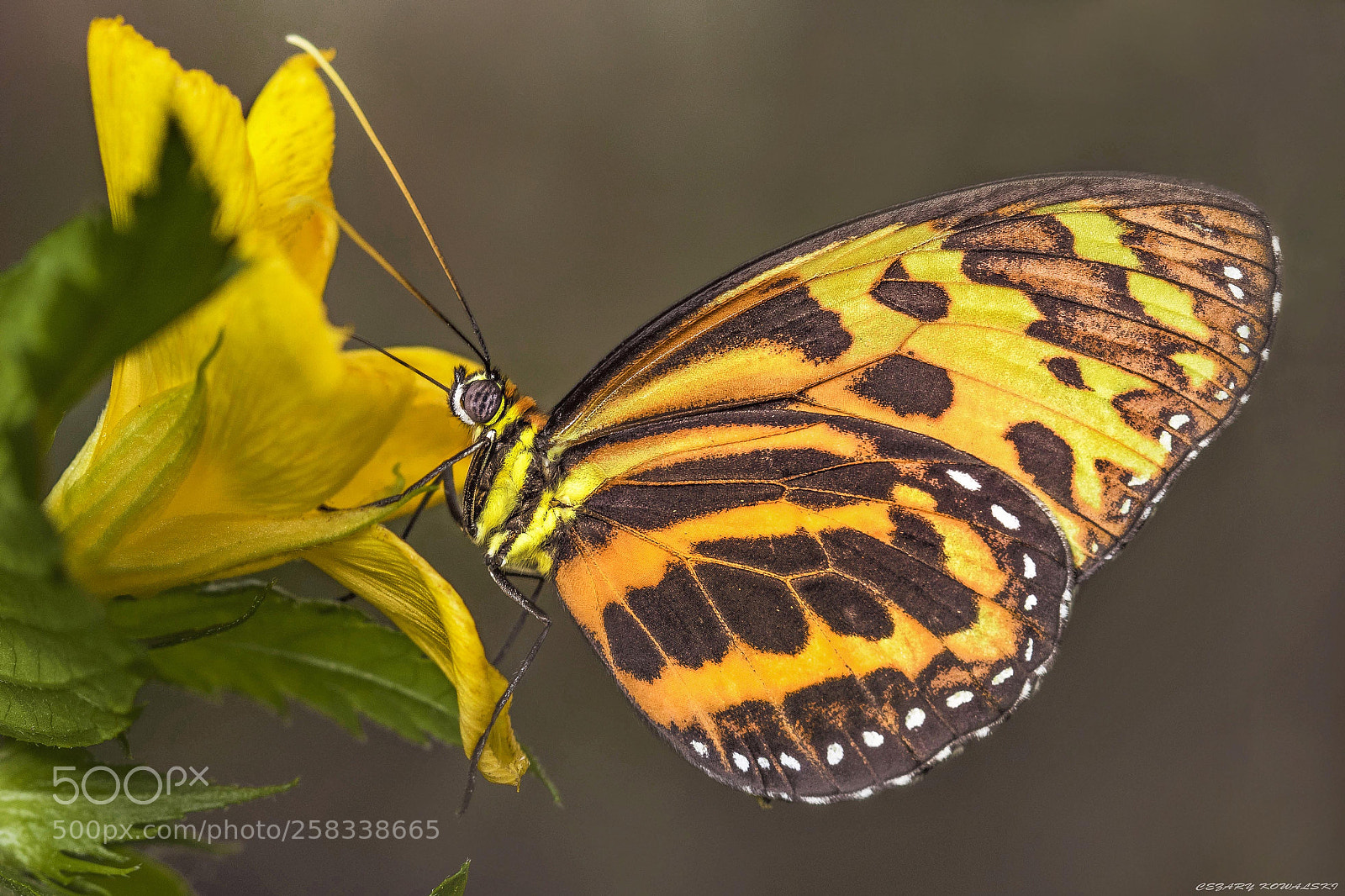 Canon EOS 7D Mark II sample photo. ... photography