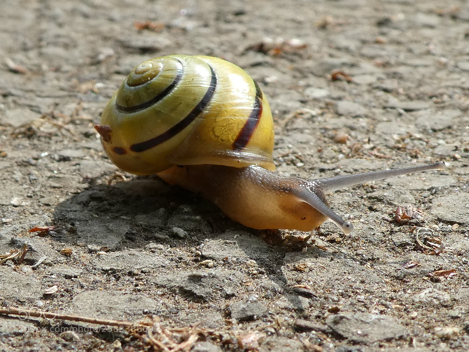 Panasonic DMC-TZ81 sample photo. Snail photography