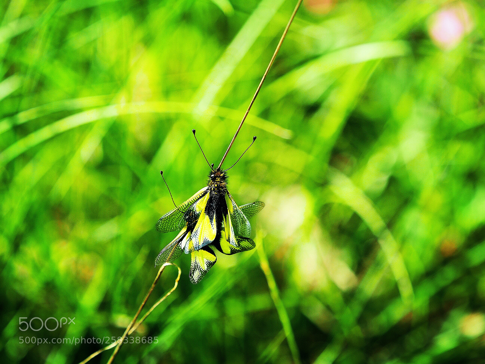 Panasonic Lumix DMC-GX8 sample photo. Yellow butterfly photography